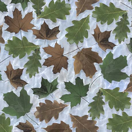 The Wonder of Nature     